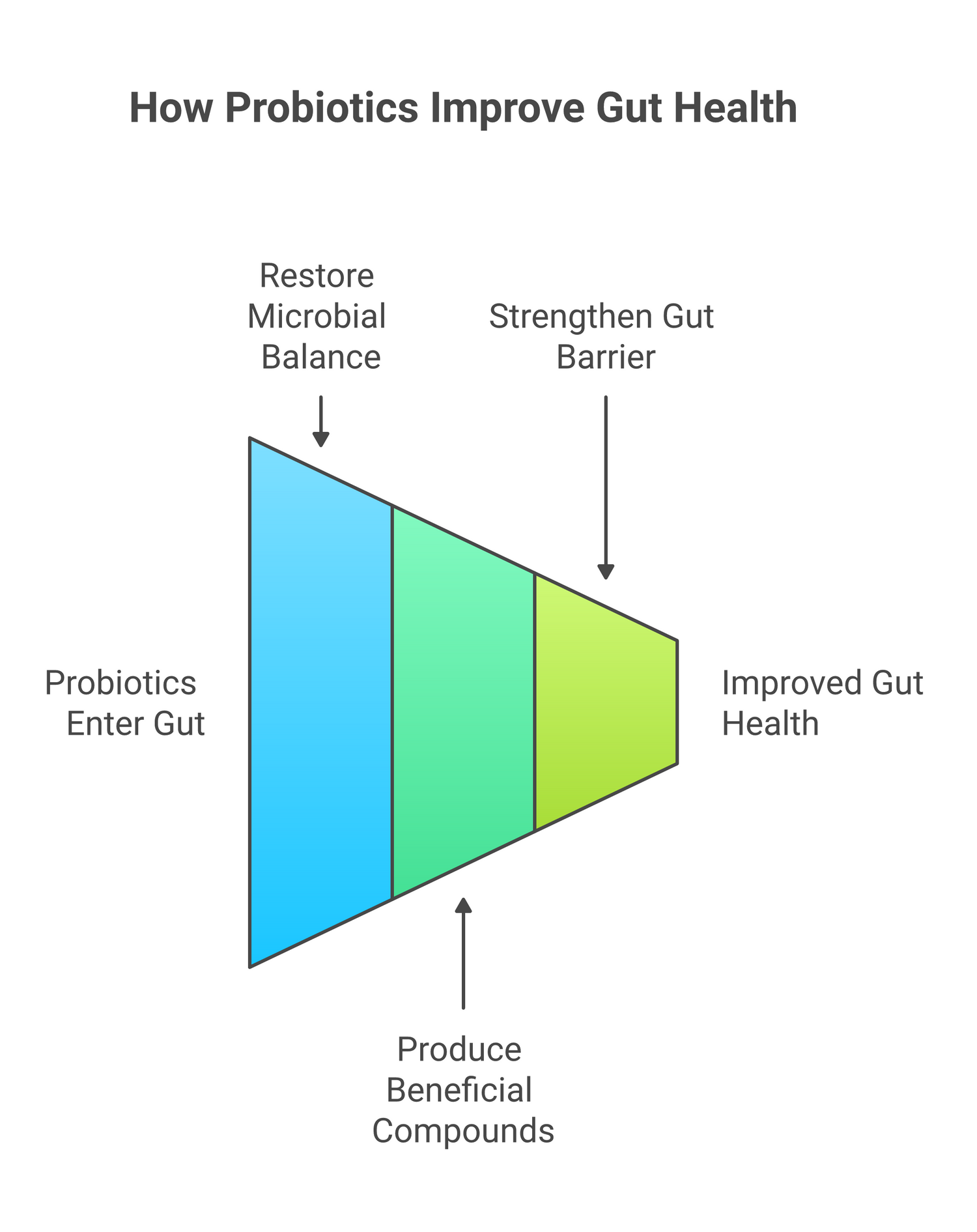 Infographic about how probiotics affect your gut health
