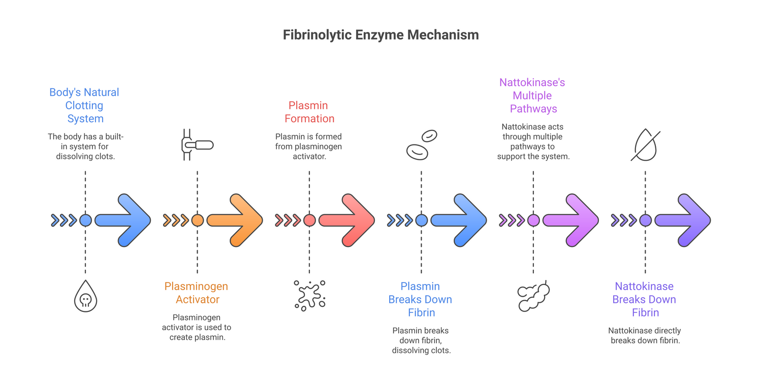 Infographic about lumbrokinase vs nattokinase: which fibrinolytic enzyme is right for you?