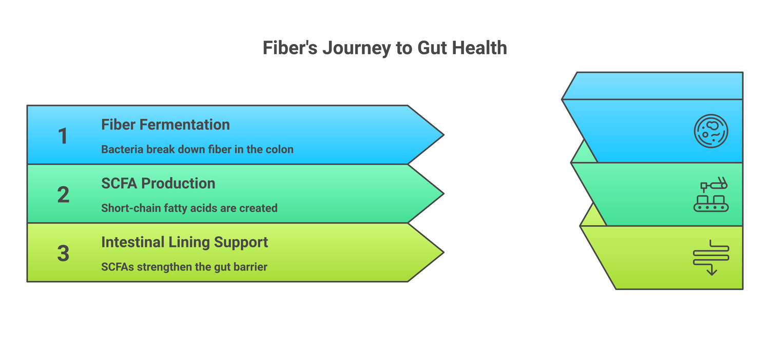 Infographic about the benefits of a high-fiber diet for gut health