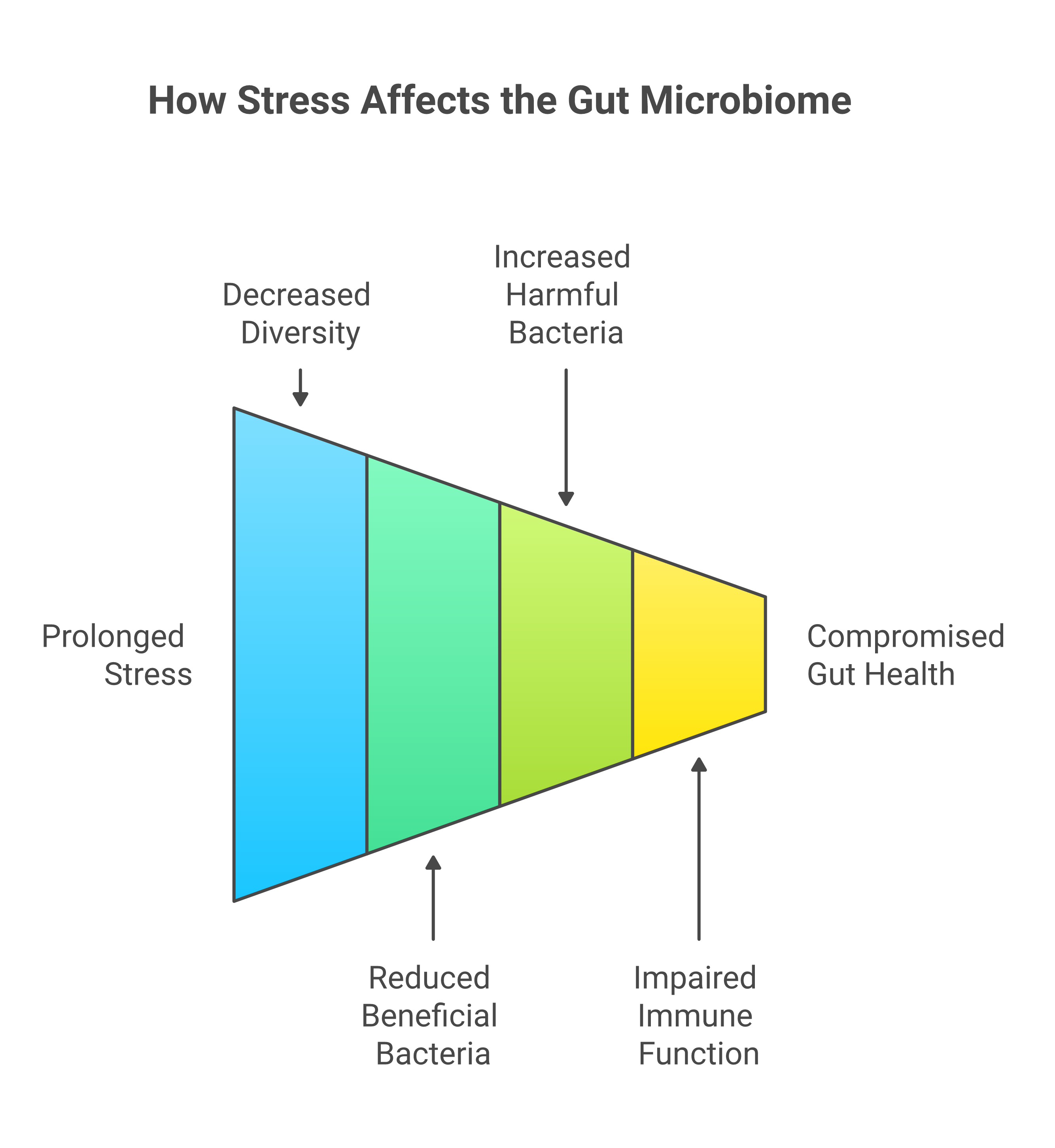 Infographic about impact of stress on gut health: how your mind shapes your microbiome