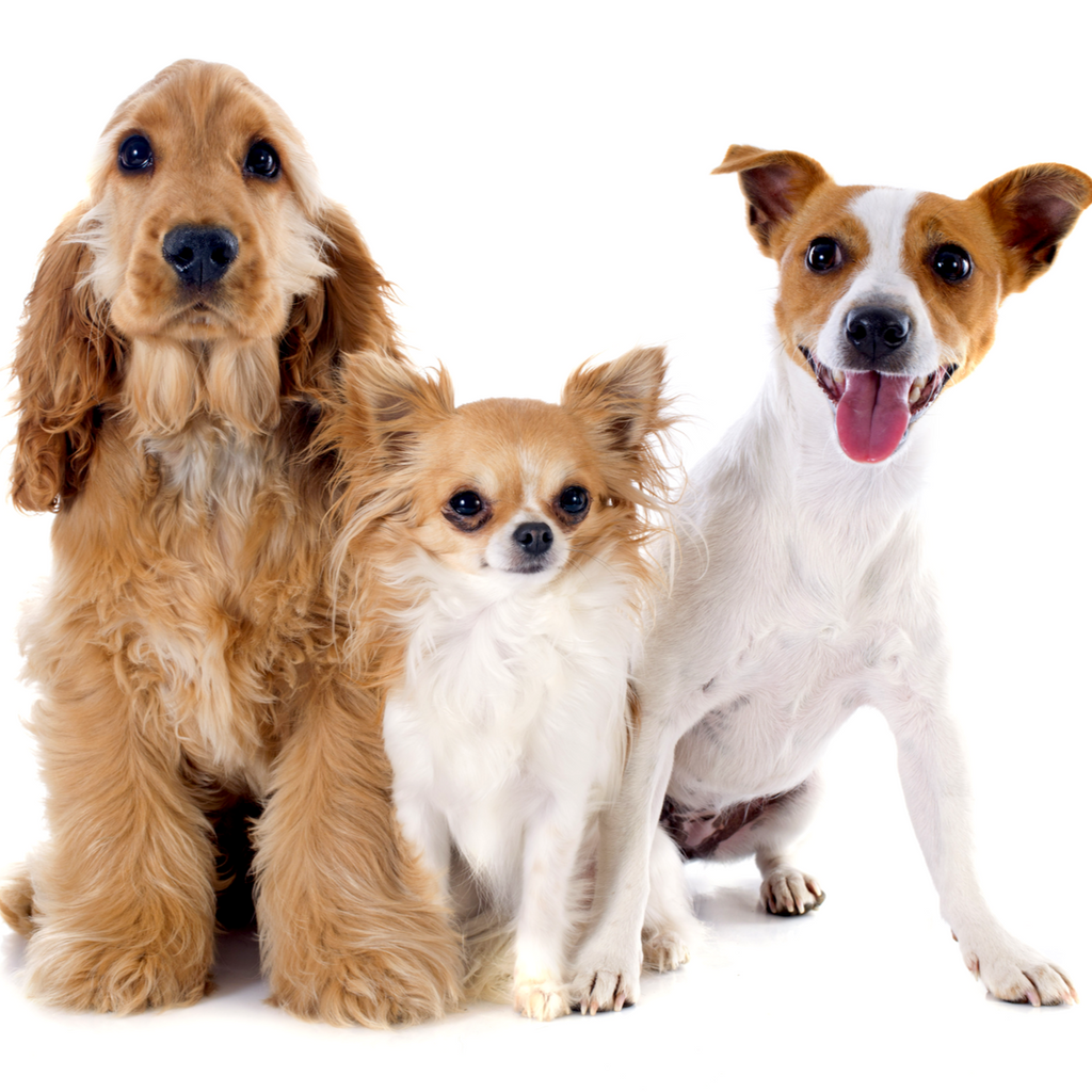 Promising Benefits of RBAC on Canines