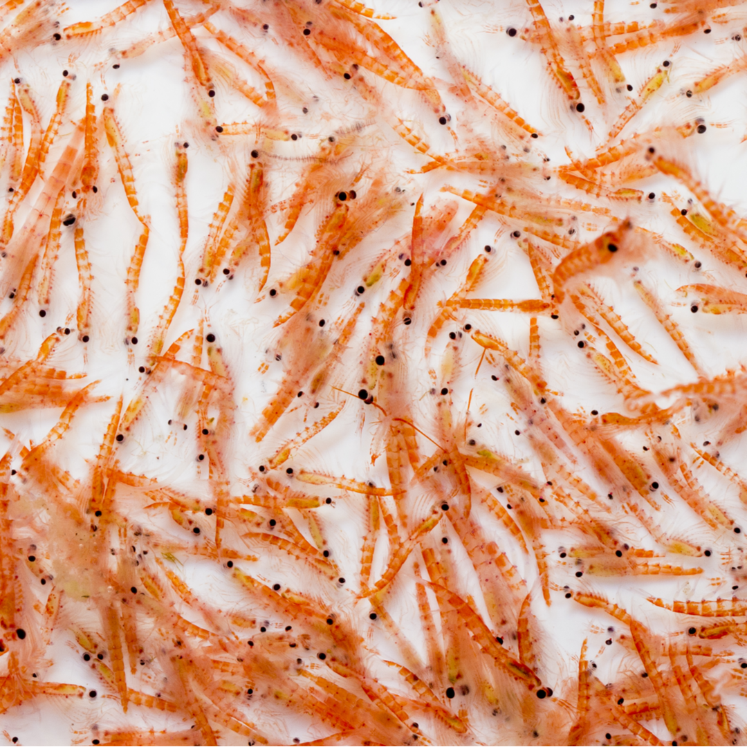 Krill Oil: How It Positively Affects Your Cholesterol