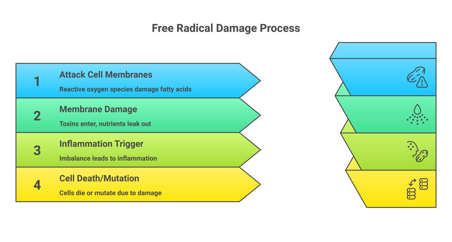 Infographic about antioxidants in cell function: how they protect, repair, and renew the body